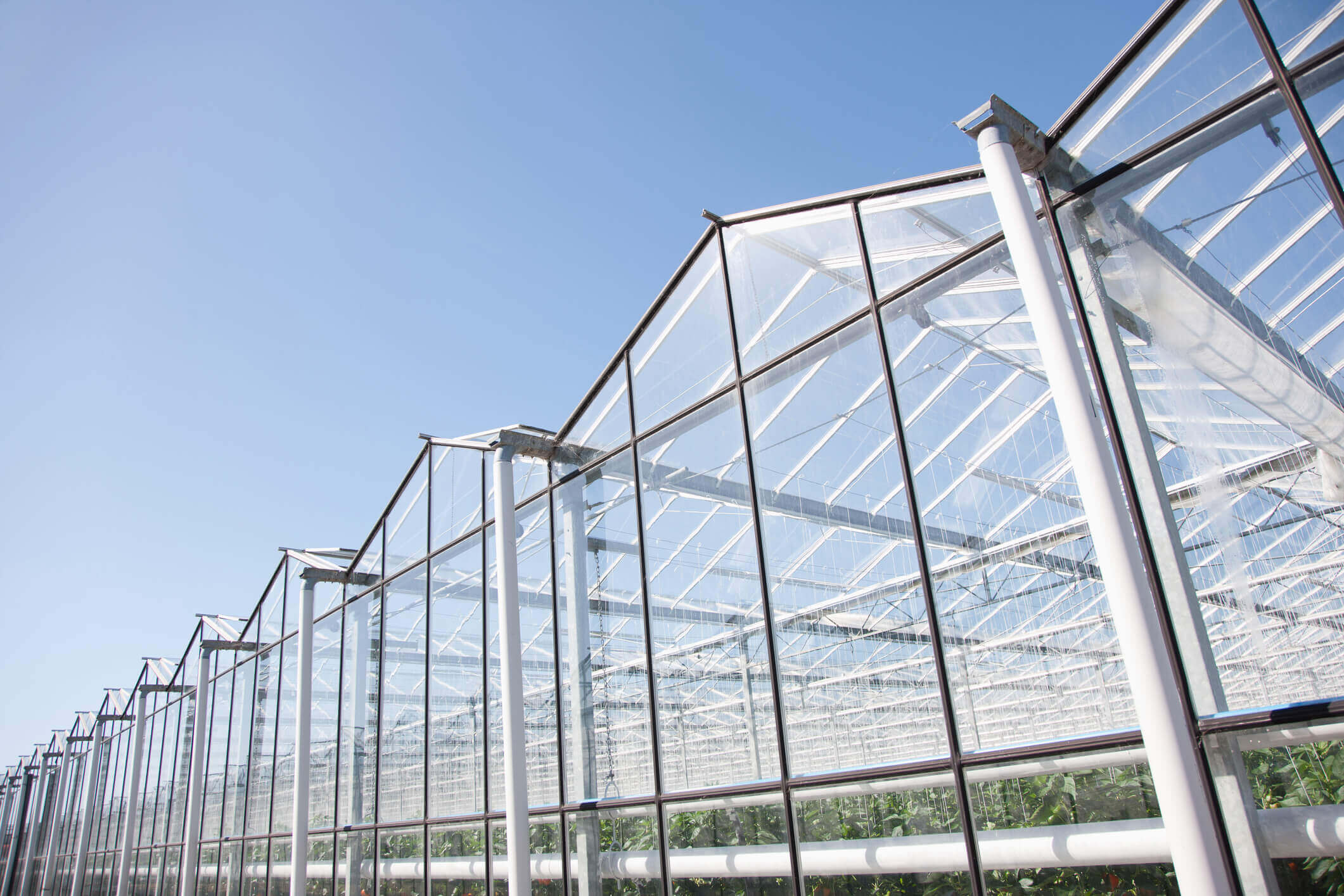 North American Greenhouse Produce Provider